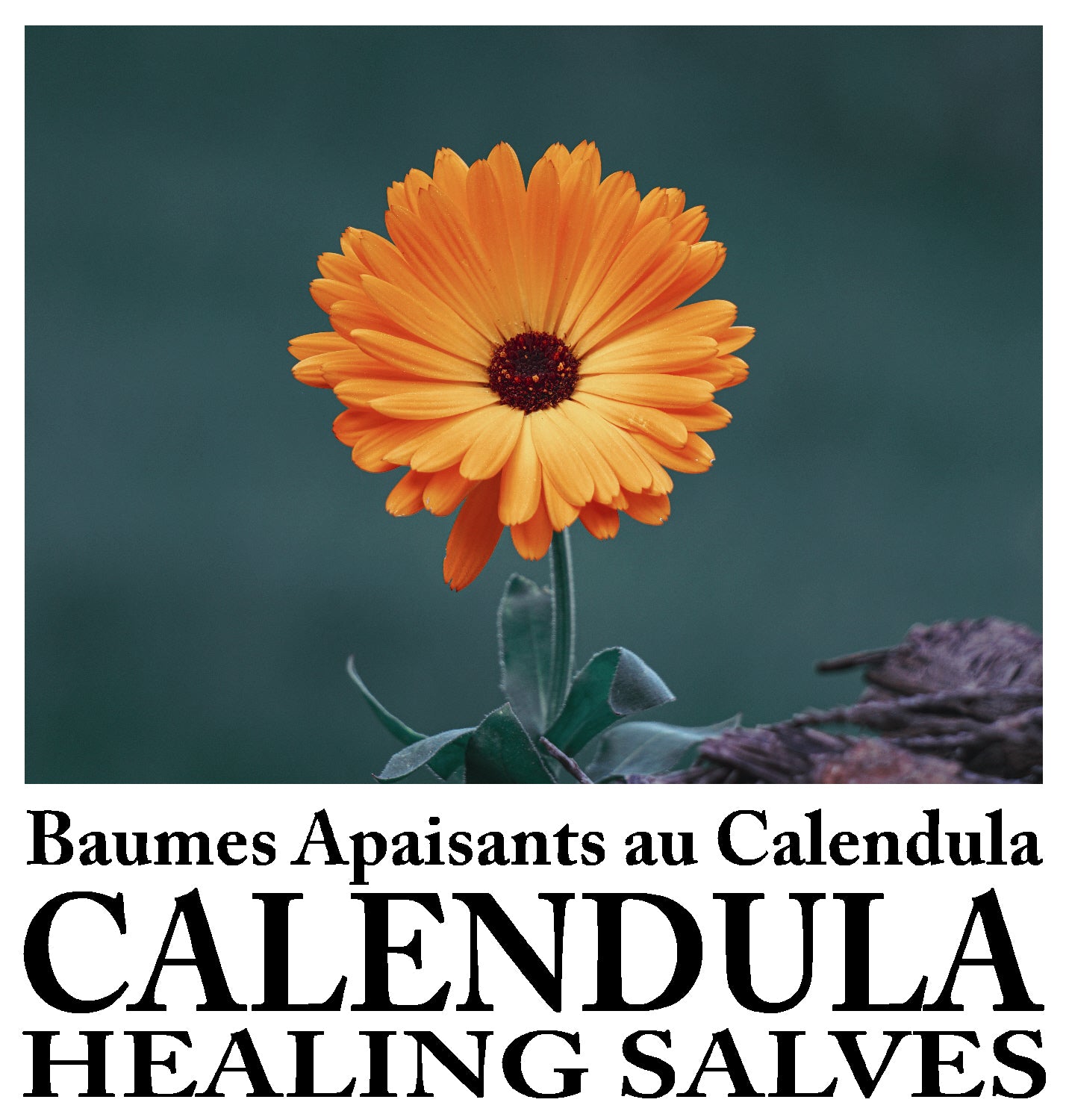 Healing calendula Salves / Baumes Réparateurs au Calendula