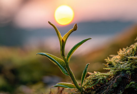 Returning to Our Roots: Why Natural Skincare Just Makes Sense