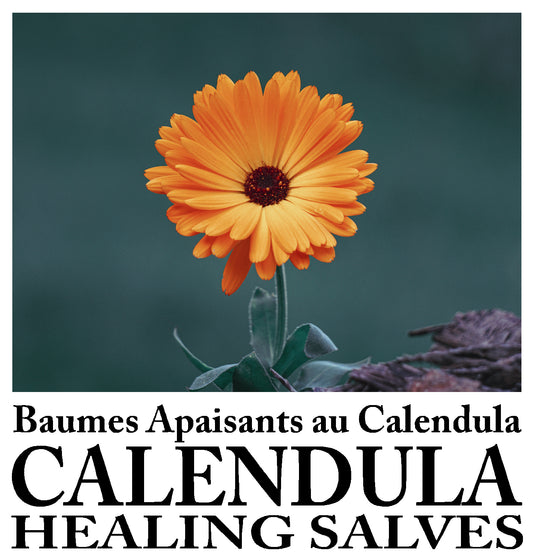Healing calendula Salves / Baumes Réparateurs au Calendula