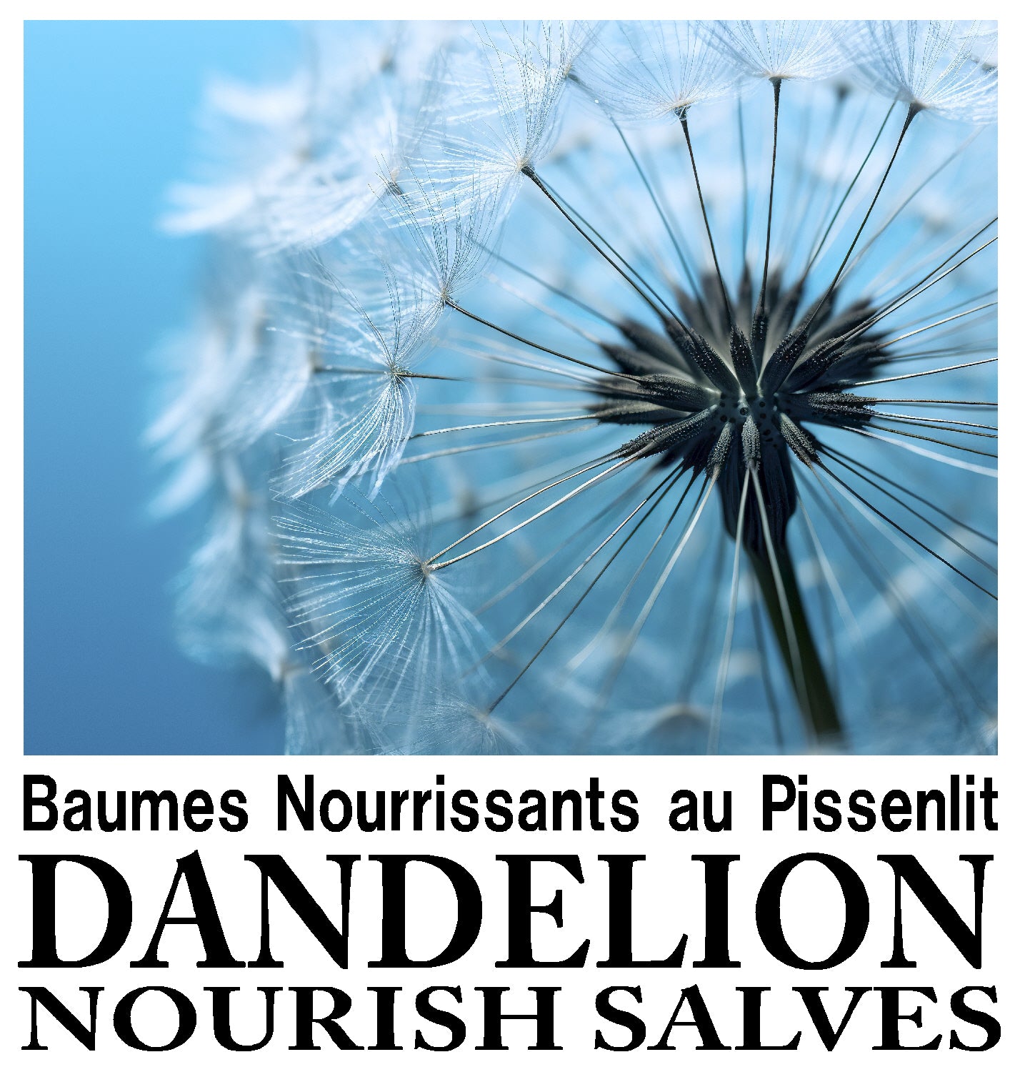 Dandelion Salves / Baumes au Pissenlit