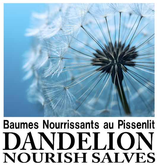 Dandelion Salves / Baumes au Pissenlit